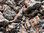 NOCH 58470 Spur H0, TT, Felsplatte Granit, 32x16cm