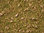 NOCH 07075 Spur H0 Master-Grasmischung Almwiese, 2,5 bis 6 mm, Inhalt 50g