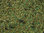 NOCH 08350 Streugras Waldboden, 2,5 mm, Inhalt 20g