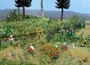 BUSCH 1258 Blumen-und Pflanzen-Set H0