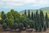 BUSCH 6491 H0 Mischwald mit 50 Bäumen Mega-Spar-Set