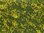 Noch 07255 Bodendecker-Foliage Wiese gelb, 12 x 18 cm, Inhalt: 0,02 qm