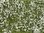 Noch 07256 Bodendecker-Foliage Wiese weiß, 12 x 18 cm, Inhalt: 0,02 qm