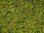 NOCH 07073 Spur H0 Master-Grasmischung Kuhweide, 2,5 bis 6 mm, Inhalt 50g