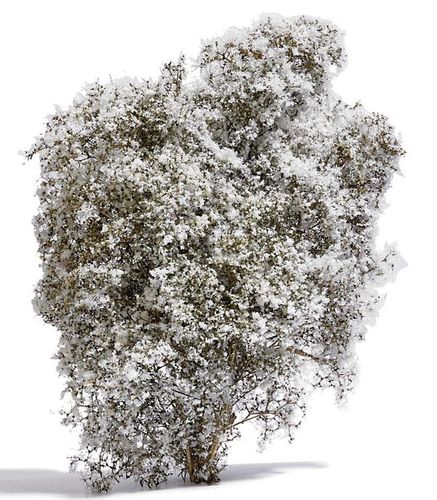 BUSCH 3585 Filigranbusch weiß blühend